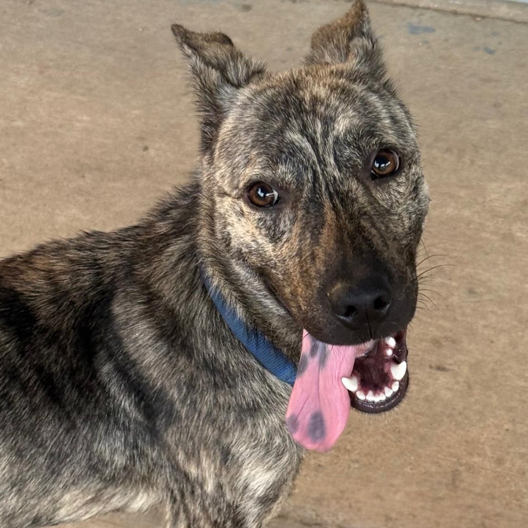 Garrett, an adoptable Dutch Shepherd, German Shepherd Dog in Wadena, MN, 56482 | Photo Image 2