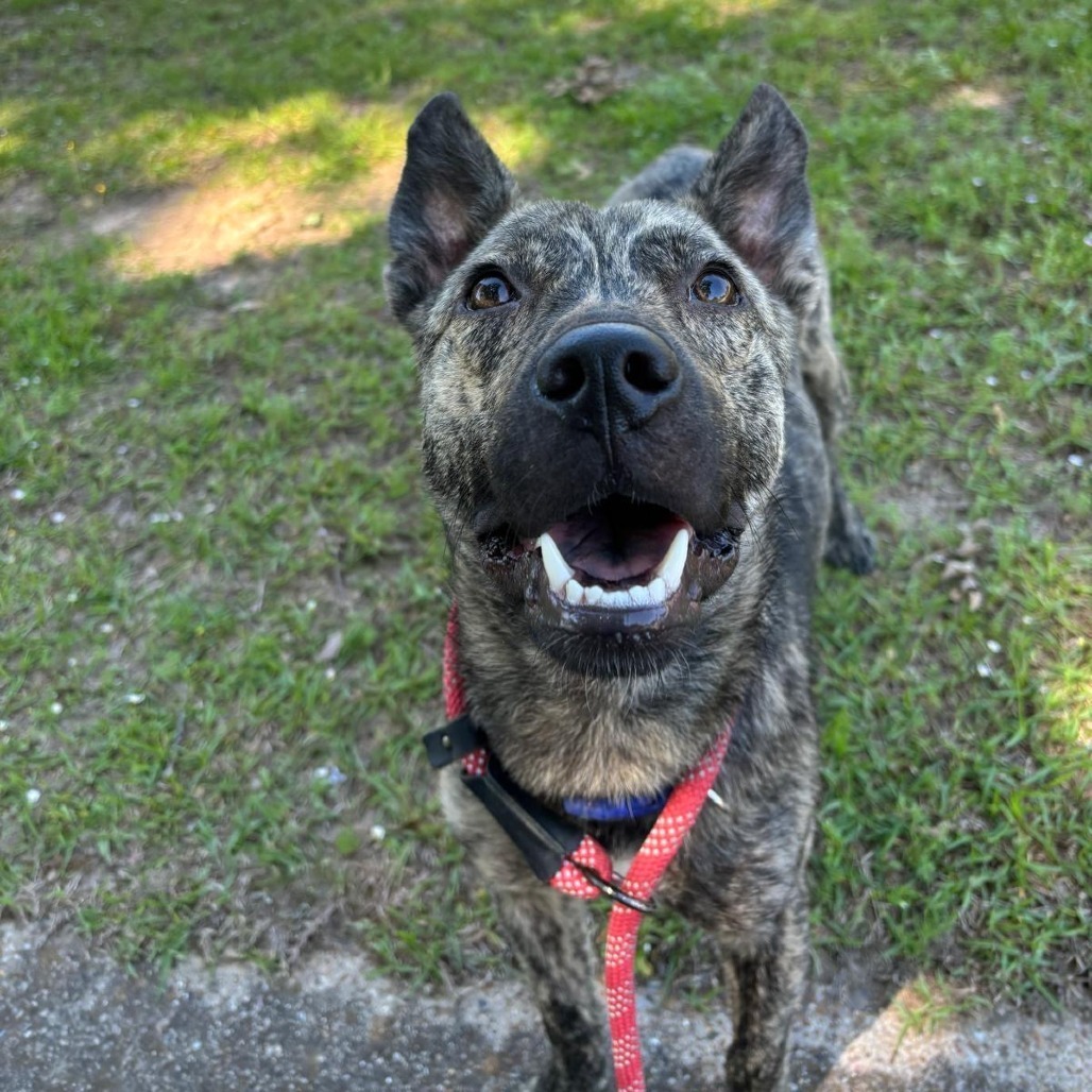 Garrett, an adoptable Dutch Shepherd, German Shepherd Dog in Wadena, MN, 56482 | Photo Image 3