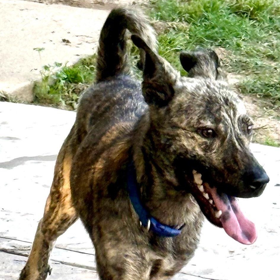 Garrett, an adoptable Dutch Shepherd, German Shepherd Dog in Wadena, MN, 56482 | Photo Image 4