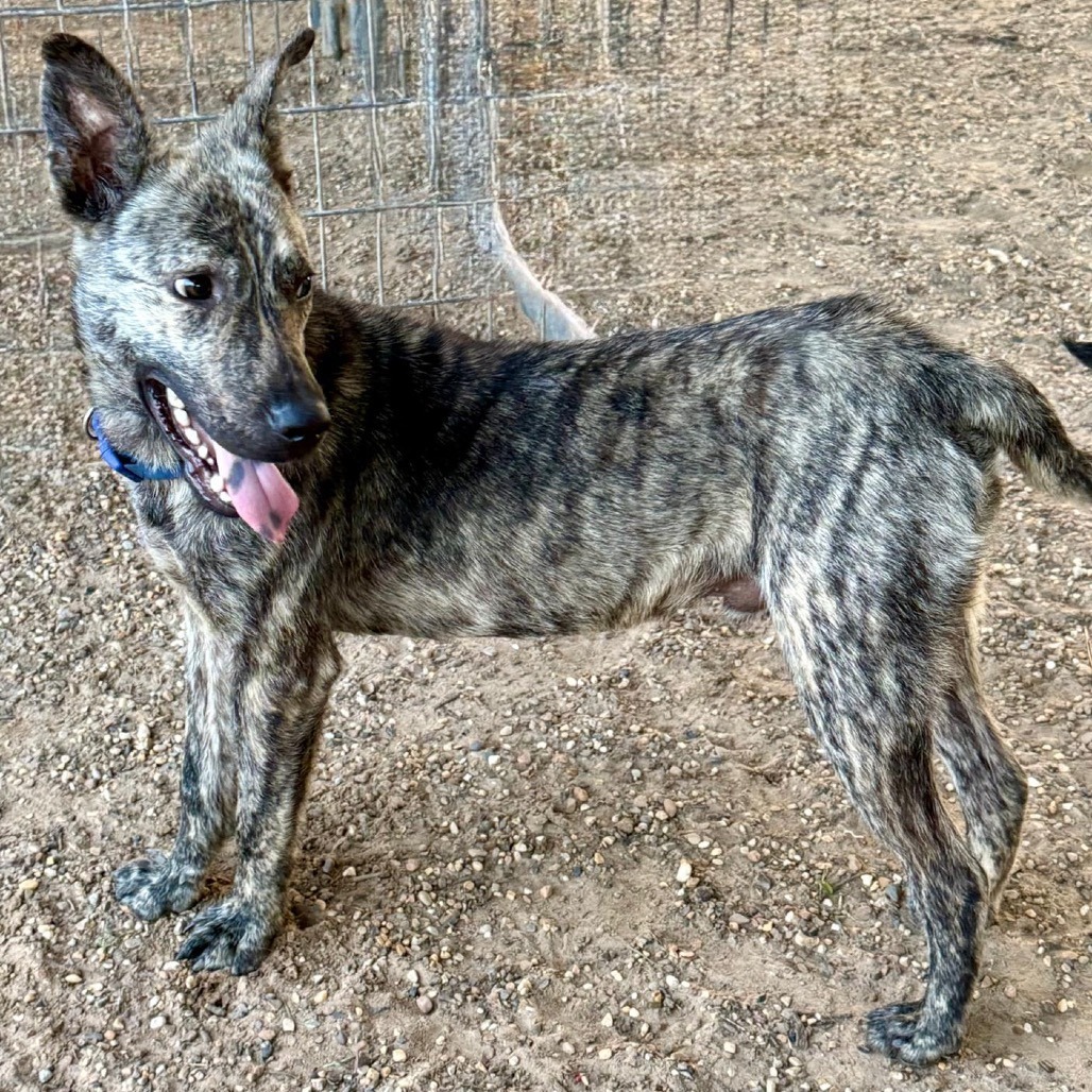 Garrett, an adoptable Dutch Shepherd, German Shepherd Dog in Wadena, MN, 56482 | Photo Image 5