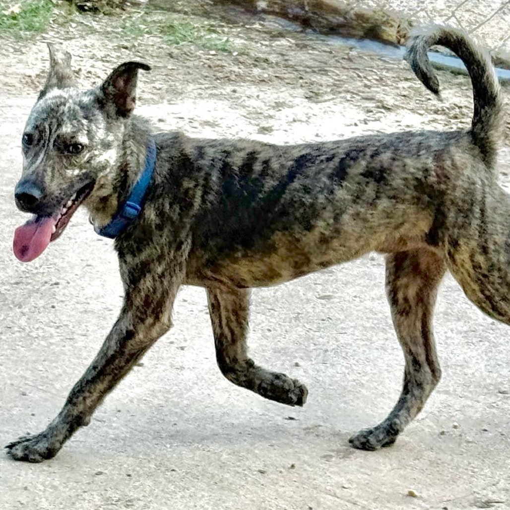 Garrett, an adoptable Dutch Shepherd, German Shepherd Dog in Wadena, MN, 56482 | Photo Image 6