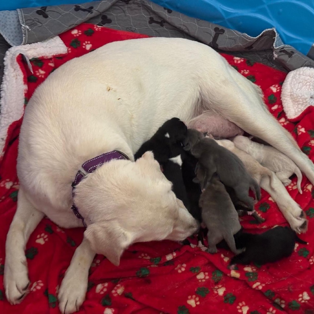 Maggie (Mama)