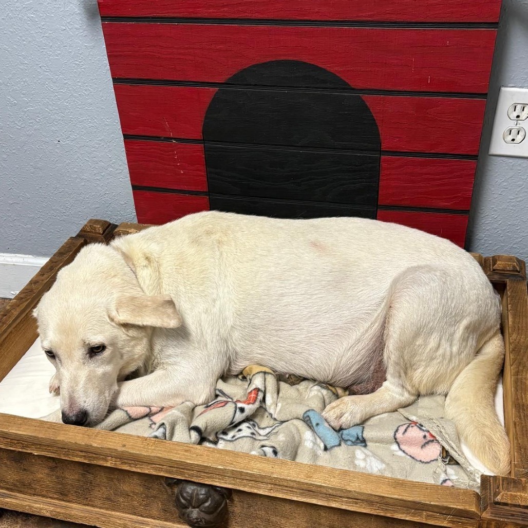 Maggie (Mama)