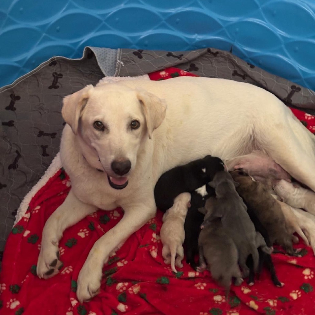 Maggie (Mama)