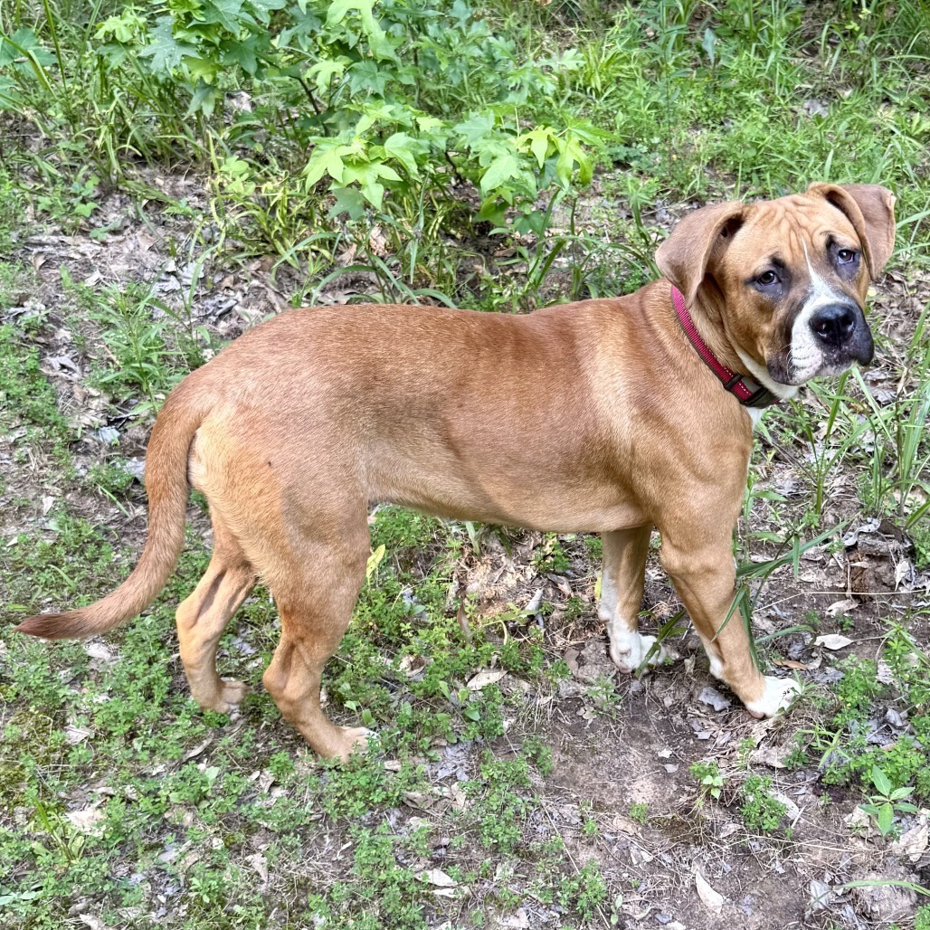 Reba II