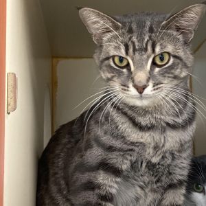 Wetzel, Adult Male unknown