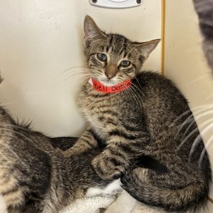Bell Bottoms, Baby Female Domestic Medium Hair