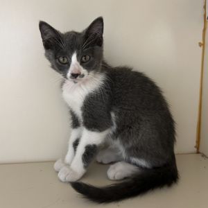Curious George, Baby Male Domestic Short Hair