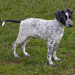 Nike, Baby Male Australian Cattle Dog / Blue Heeler