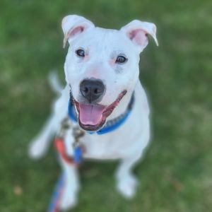 Ellie, Young Female Terrier