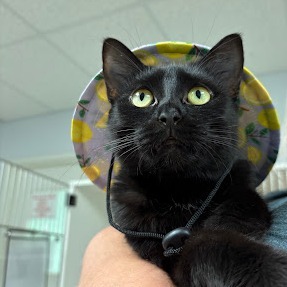 Miss Gracie, Adult Female unknown