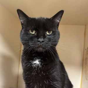 Midnight, Adult Female unknown
