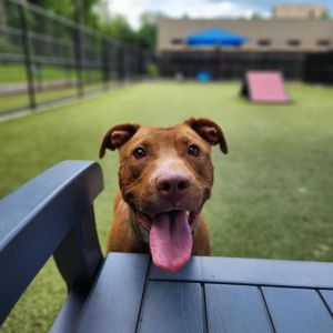 DoodleBug, Adult Female Pit Bull Terrier