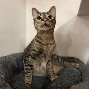 To meet Mittens visit the Best Friends New York Soho Lifesaving Center at 307 West Broadway New Yo