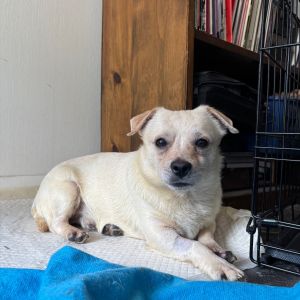 Groot is on site at our adoption center in SoHo Learn about his time in foster care here httpsa