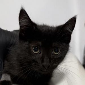 Lia Domestic Short Hair Cat