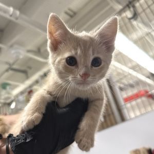 Kuzco Domestic Short Hair Cat