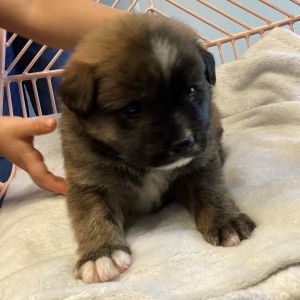 Gumbo, Baby Male Shepherd
