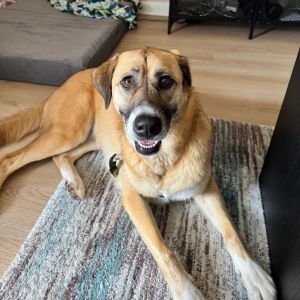 Honey, Adult Female Shepherd