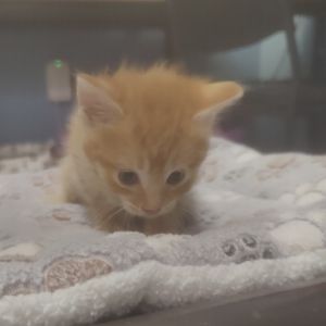 P&amp;V: Valencia, Baby Female Domestic Short Hair