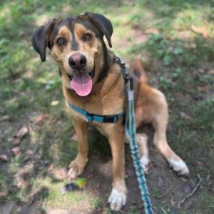 Charlie Brown, Adult Male Shepherd