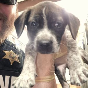 Paul, Baby Male Terrier