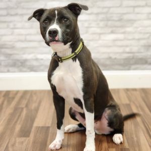 Bubba, Adult Male Terrier