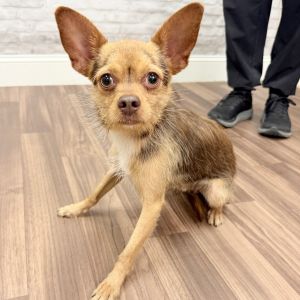 Beany, Adult Male Chihuahua