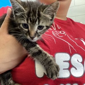 Iri, Baby Female Domestic Short Hair