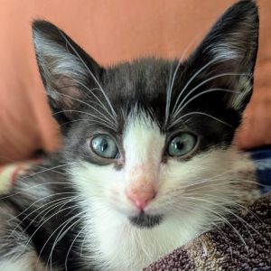 Oreo Cookie, Baby Female Domestic Short Hair
