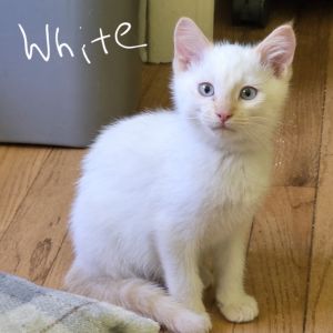 Timmy CAQ, Baby Male Domestic Short Hair