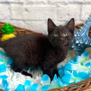 Bernard, Baby Male Domestic Medium Hair