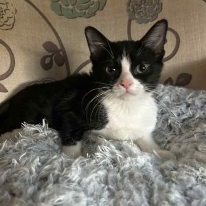 Fred, Baby Male Domestic Short Hair