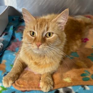 Jinger, Adult Female Domestic Long Hair