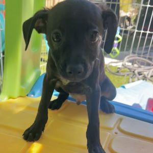 Cyrus, Baby Male Chihuahua