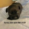 Cyrus photo 3