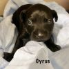 Cyrus photo 4