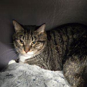Max, Adult Male Domestic Short Hair