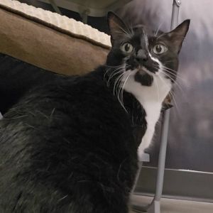 Luna, Adult Female Domestic Short Hair
