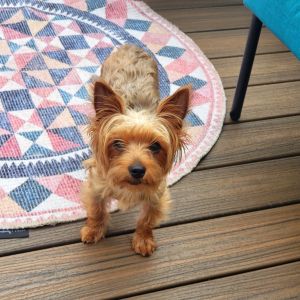 Pebbles (and Paisley!), Young Female Yorkshire Terrier