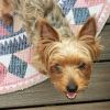 Pebbles (and Paisley!) photo 2