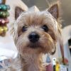 Pebbles (and Paisley!) photo 3