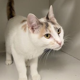Pet Image