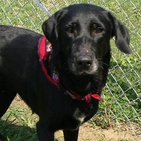 Nala, Adult Female Mixed Breed