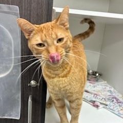 Pet Image