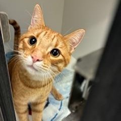 Pet Image