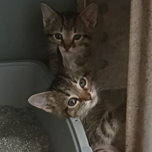 Olive - No Collar, Baby Female Domestic Short Hair