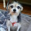 Phoebe photo 1