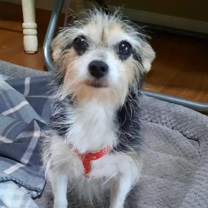 Phoebe, Senior Female Chihuahua