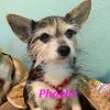 Phoebe photo 2